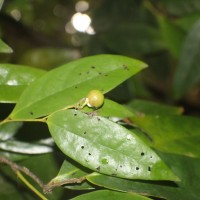 Polyalthia persicifolia (Hook.f. & Thomson) Bedd.